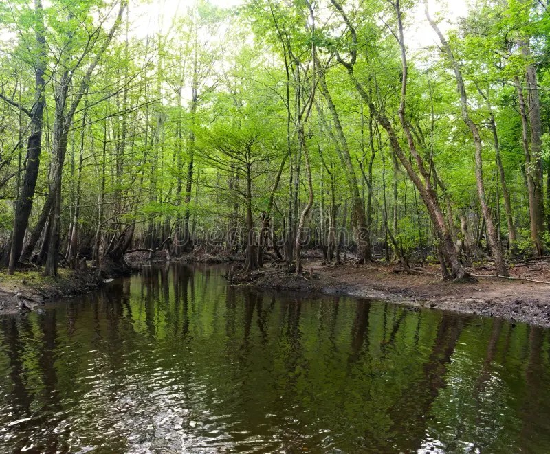 Representative North Carolina wetland landscape